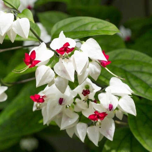 jual Tanaman Nona Makan Sirih Putih - HP: 085608566034